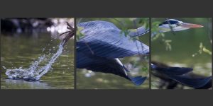 Graureiher mit dem Telezoom 200-400/4L IS USM mit 1.4 Extender